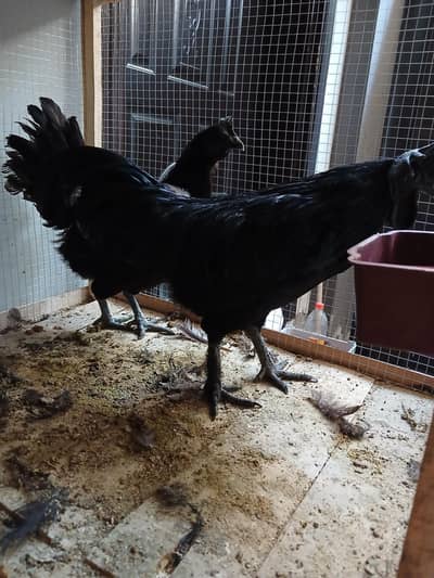 Black Ayam Cemani Pair– Rare Breed