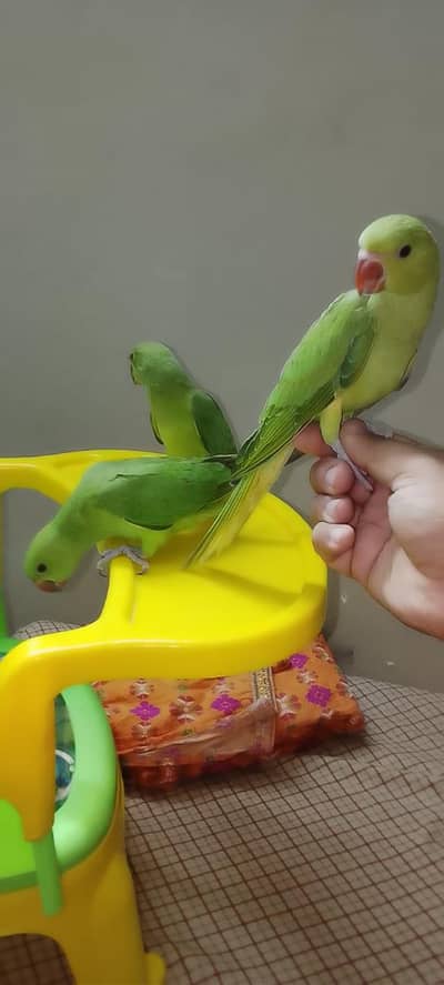 self chicks