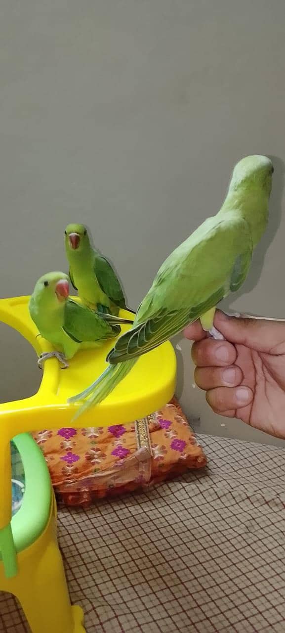 self chicks 1