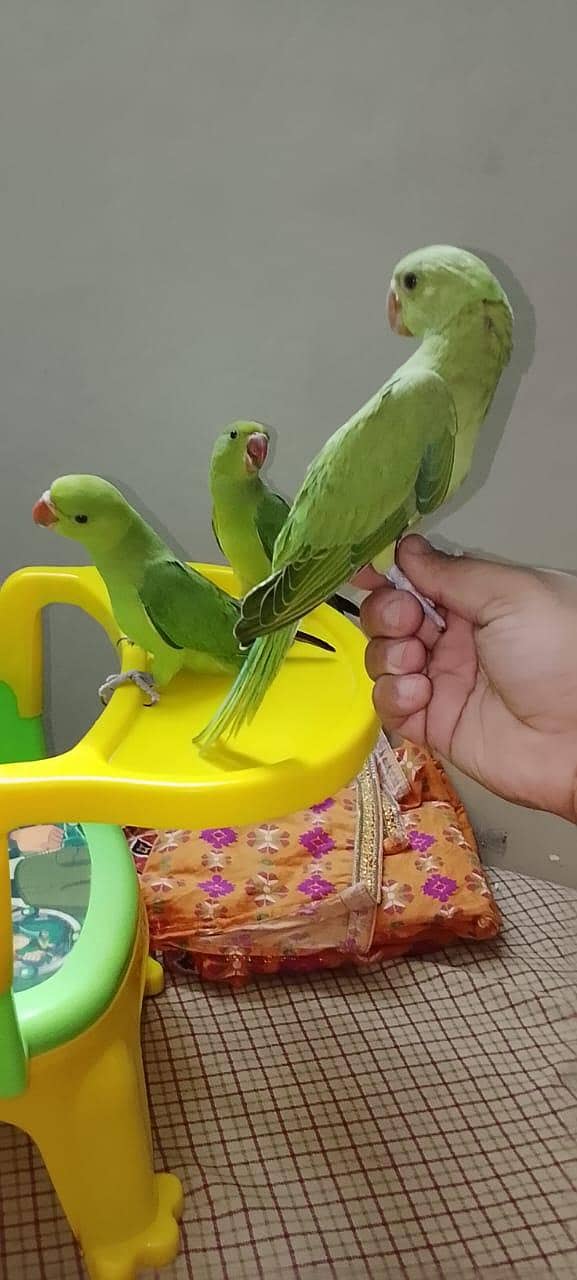 self chicks 2