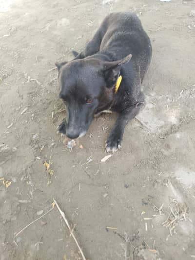 3 years old female pitbull for sale