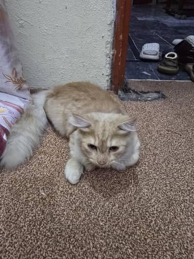 cat for sale