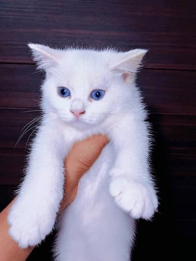 white Persian cat with blue eyes