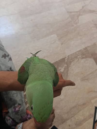 Kashmir parrot