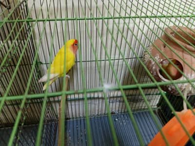 love bird 2 pairs