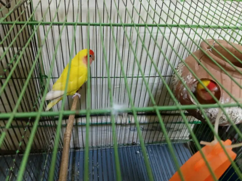 love bird 2 pairs — photo 2
