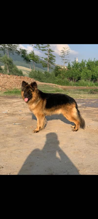 German Shepherd