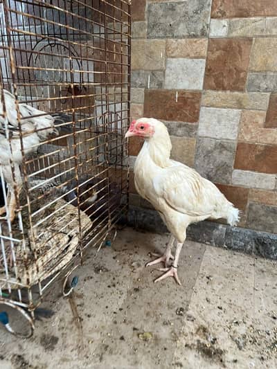 mianwali pair double body. Heera mianwali 1.5 year