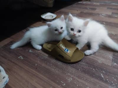 Persian cats 2 white 1 gray