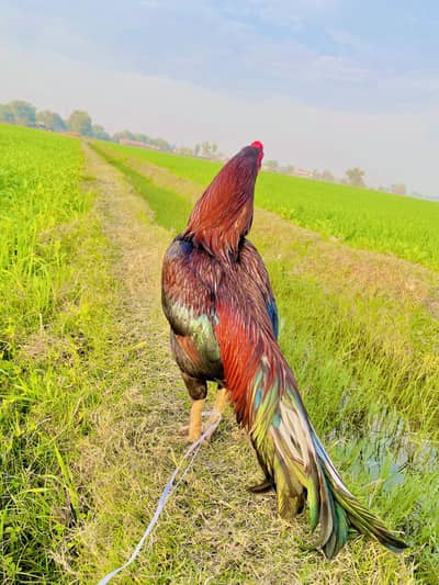 Beautiful murga