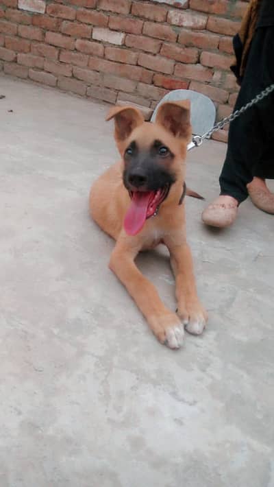 German Shepherd single coated