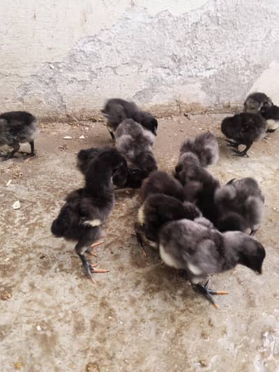 Thai dragon  chicks 03014237451 call me