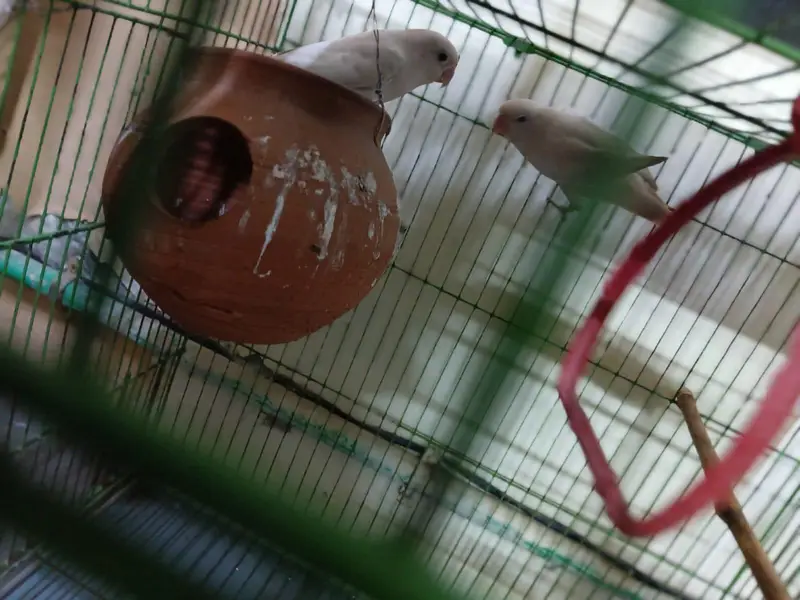 love bird 2 pairs — photo 3