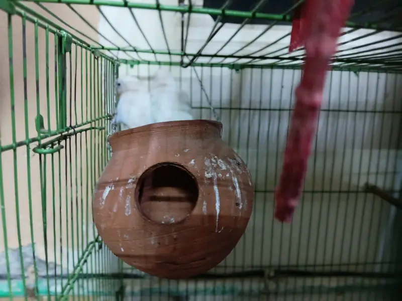 love bird 2 pairs — photo 4