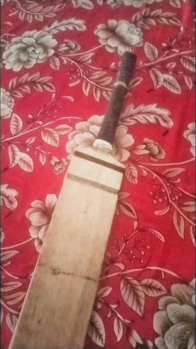 coconut bat with Malaysian cane handle . Good condition