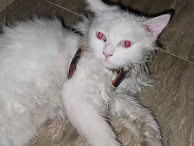 Persian cat