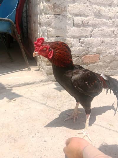 urgent for sale