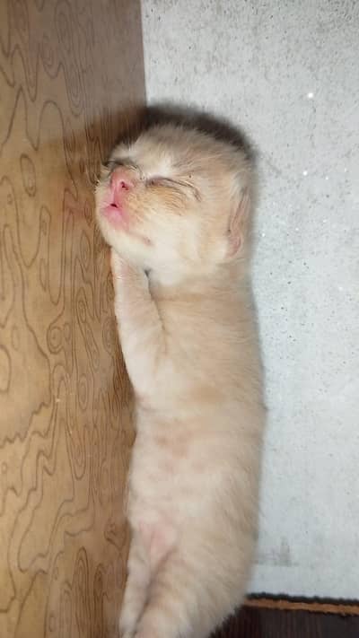 Cat for sale