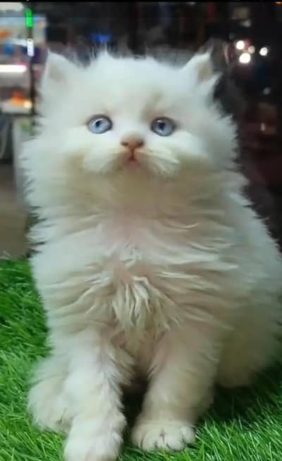 (Persian female kitten) (for sale all) (Pakistan delivery available)