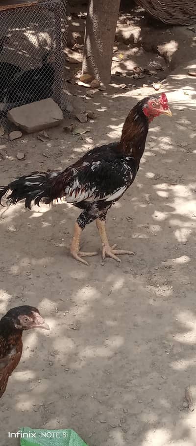 aseel murga mianwali croos