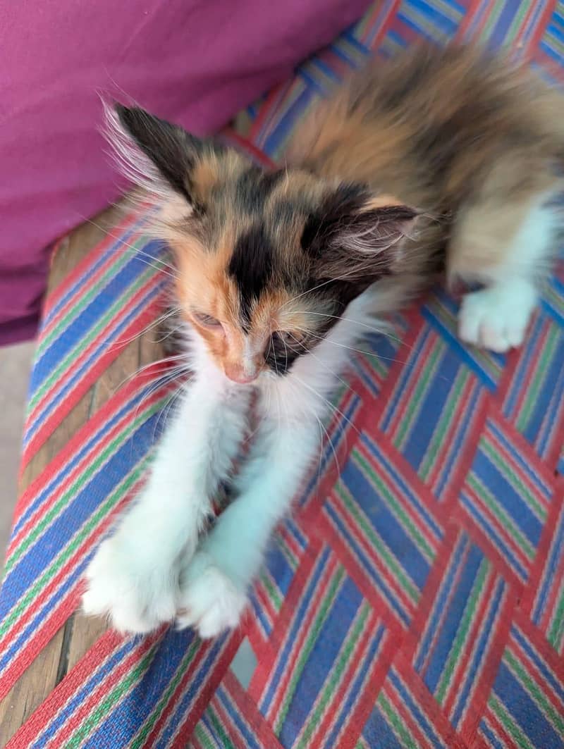 4 kittens 1