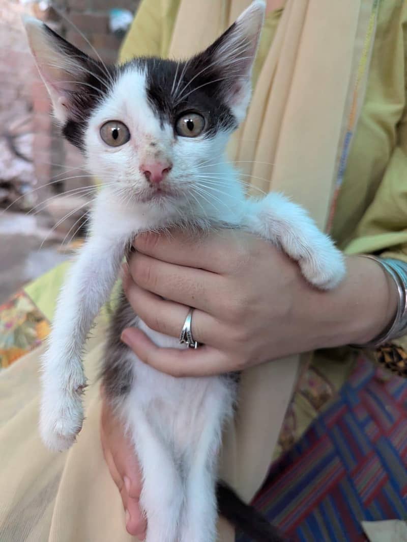 4 kittens 2
