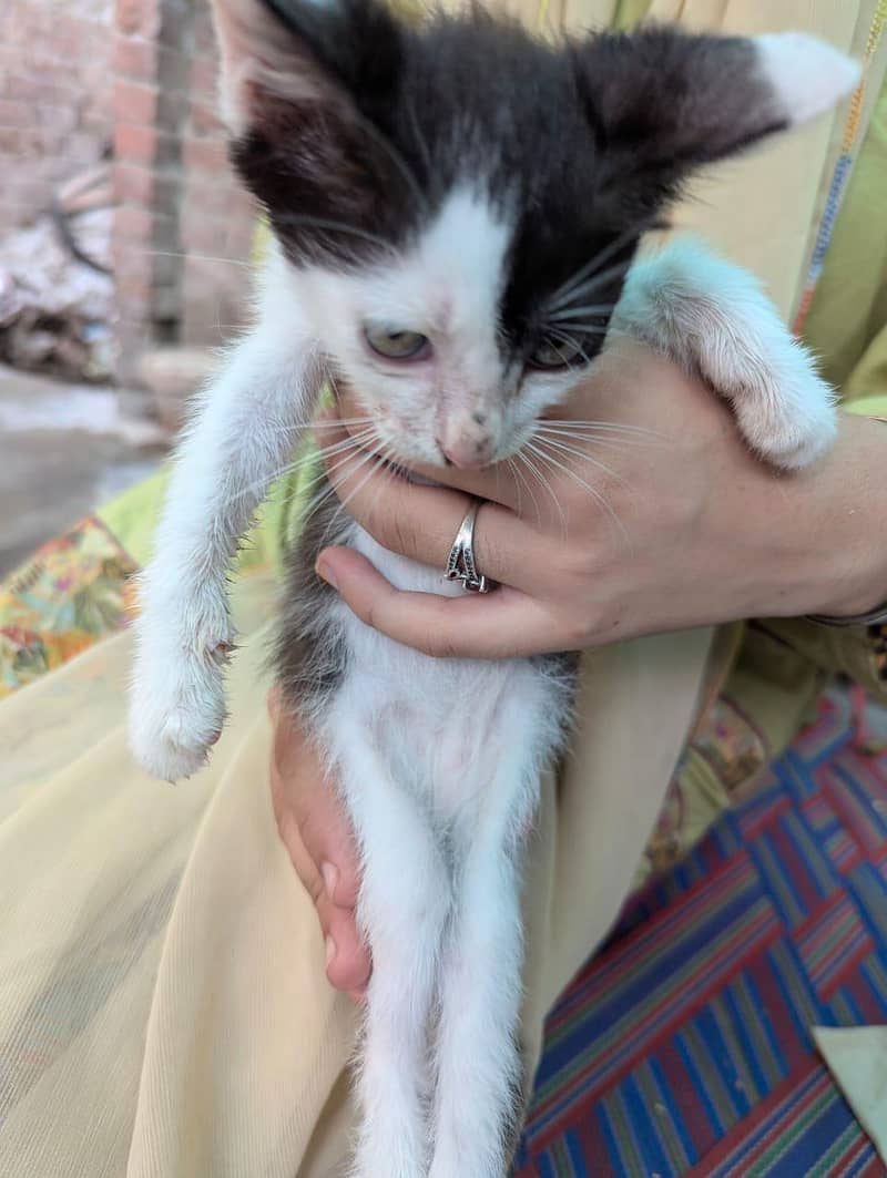 4 kittens 3