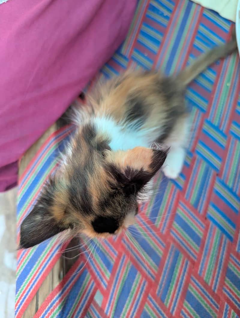 4 kittens 4
