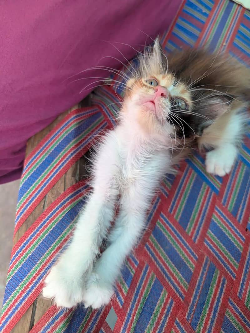 4 kittens 6
