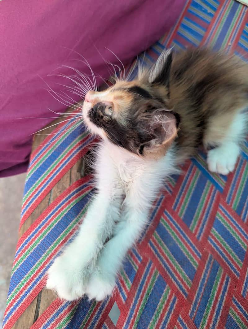 4 kittens 7