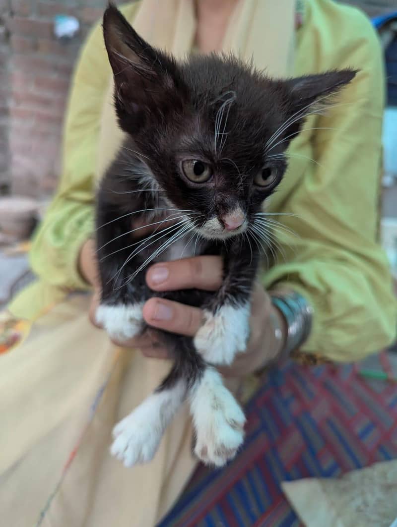 4 kittens 8