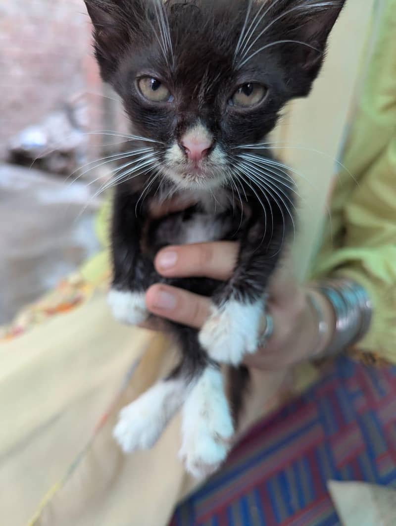 4 kittens 9