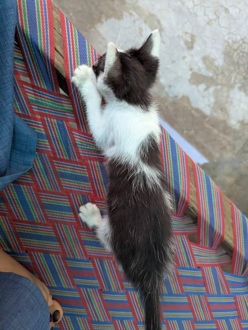 4 kittens 11