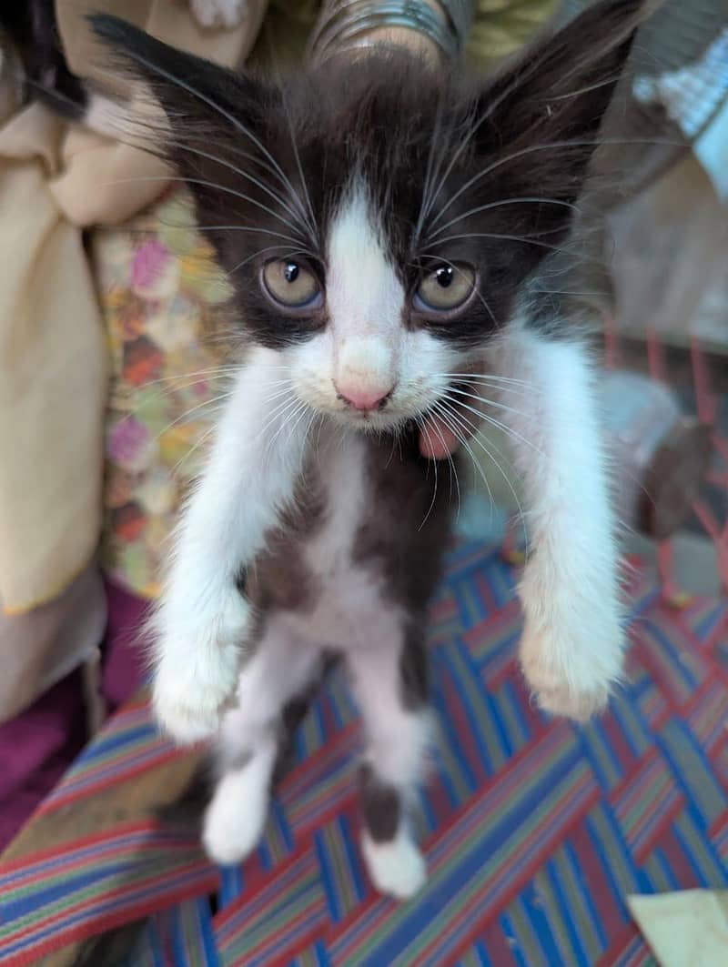 4 kittens 13