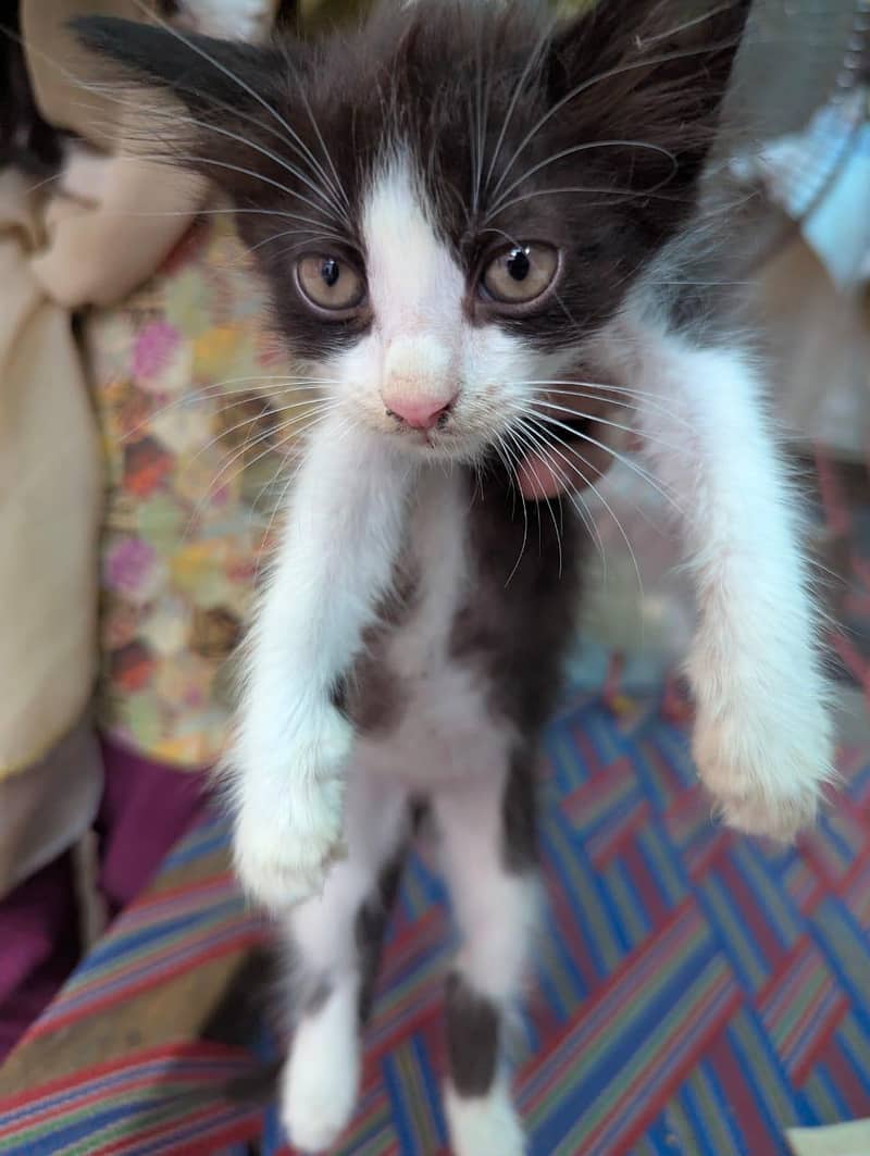 4 kittens 14