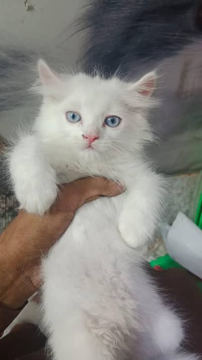 Persian cat
