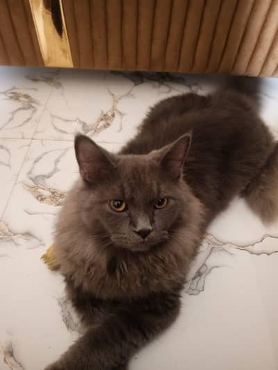 kitten sale