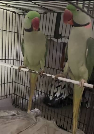 2 raw hand tamed parrorts-male-talk and no biting- house trained