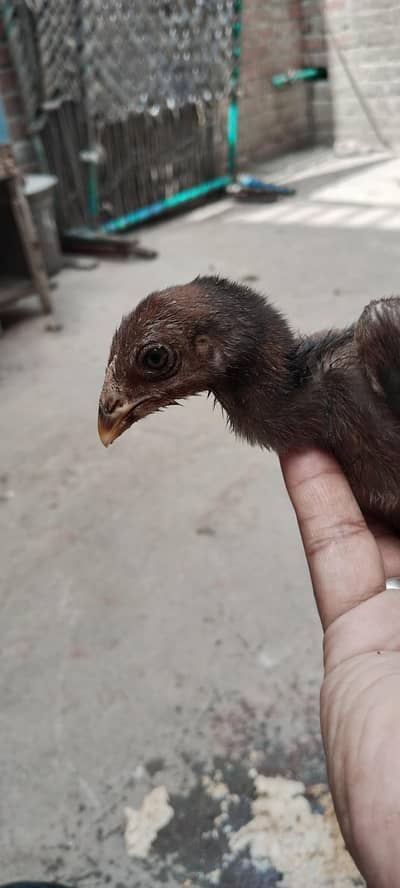 thai female or chiks