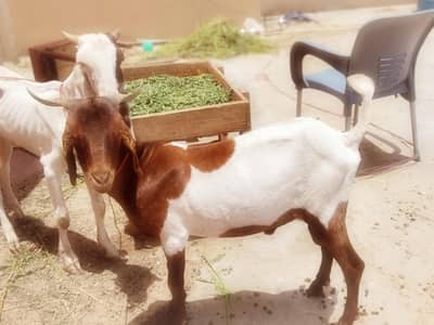 gulabi bakra Sindhi tapra 4 sale