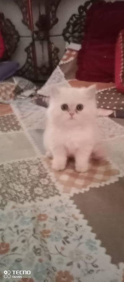 persain kitten