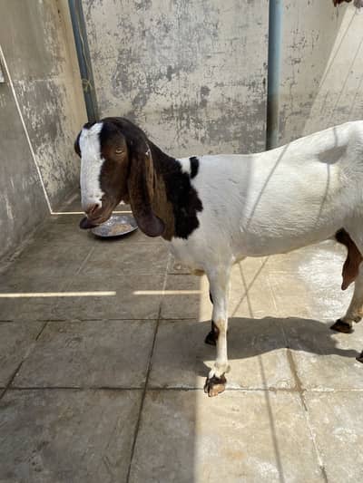gabban bakri forsale