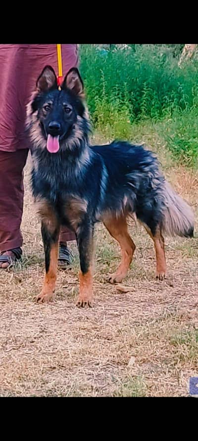Belgium Shepherd maill secretary wala available for sale