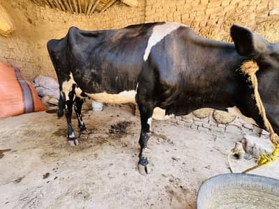 Cow gay