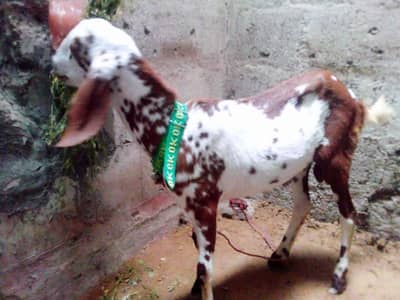 Bakra
