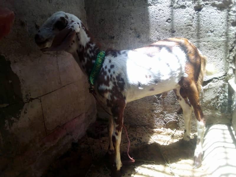 Bakra 1