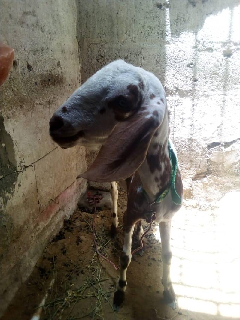 Bakra 2