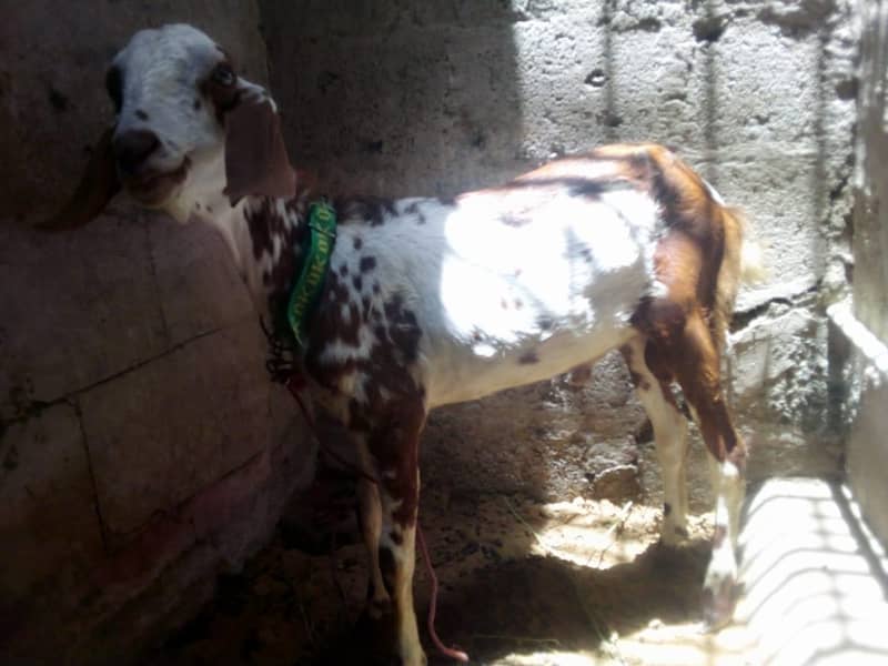 Bakra 3