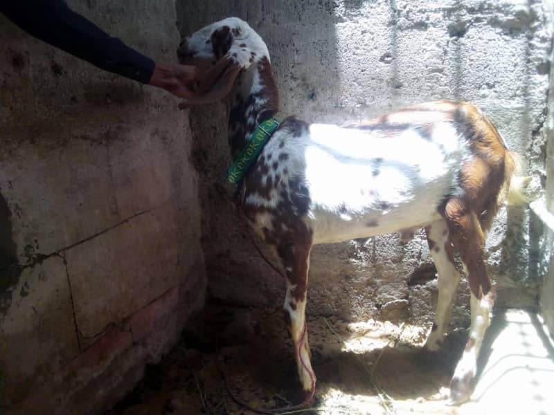 Bakra 4