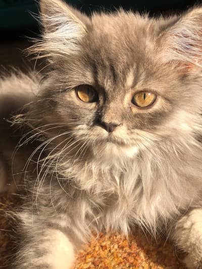 persain kitten long